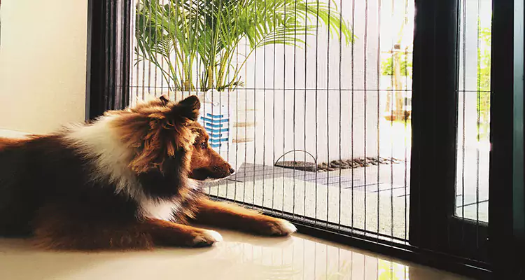 Sliding Screen Pet Door Repair in Coral Gables, FL