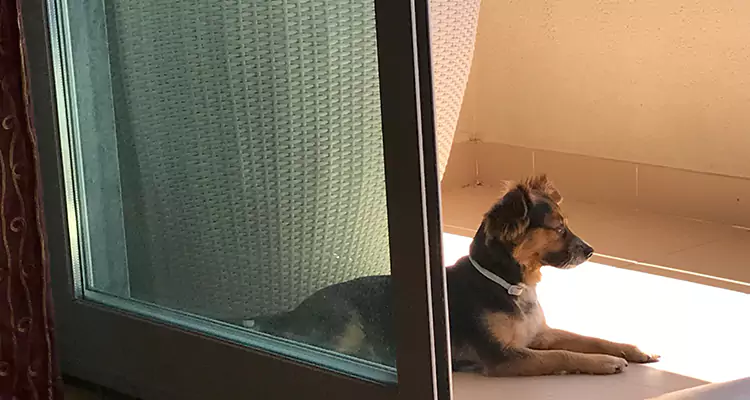 French Door Pet Screen Repair in Coral Gables, FL